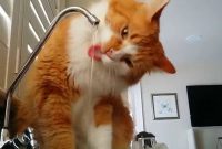 Cat Drinking From Faucet On Head Faucet Decoration Ideas within size 1280 X 720