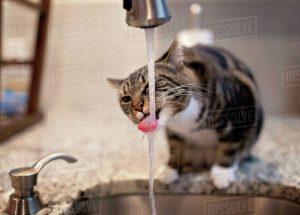 Cat Drinking Water From Faucet On Kitchen Counter At Home Stock with regard to size 1200 X 858