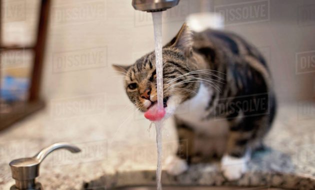 Cat Drinking Water From Faucet On Kitchen Counter At Home Stock with regard to size 1200 X 858