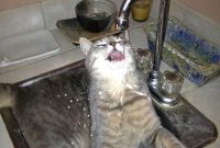 My Cat Really Likes Water Aww with regard to dimensions 1836 X 2448