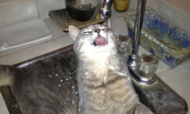 My Cat Really Likes Water Aww with regard to dimensions 1836 X 2448