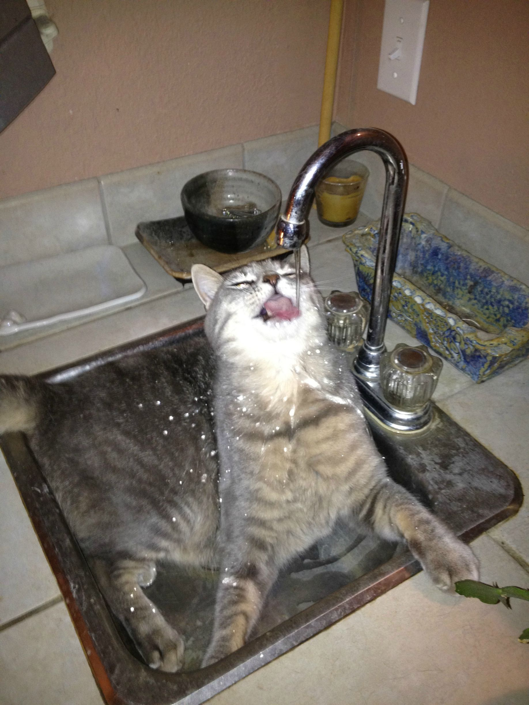 My Cat Really Likes Water Aww with regard to dimensions 1836 X 2448